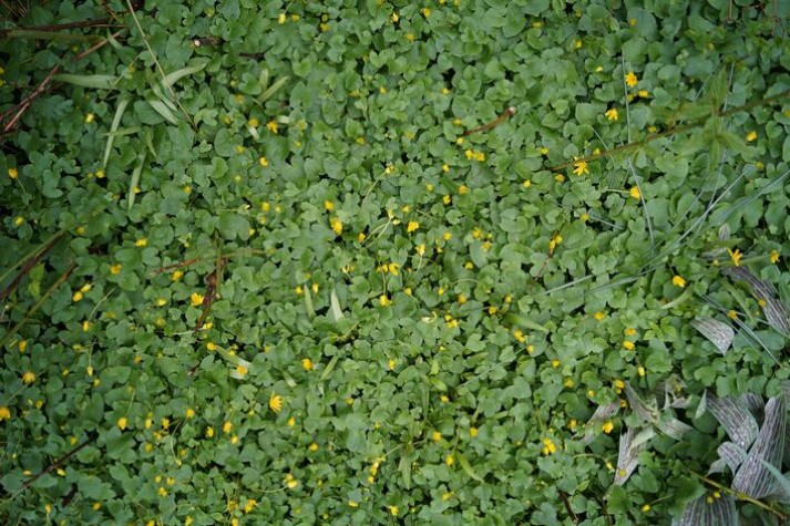 What Are the Types of Weeds
